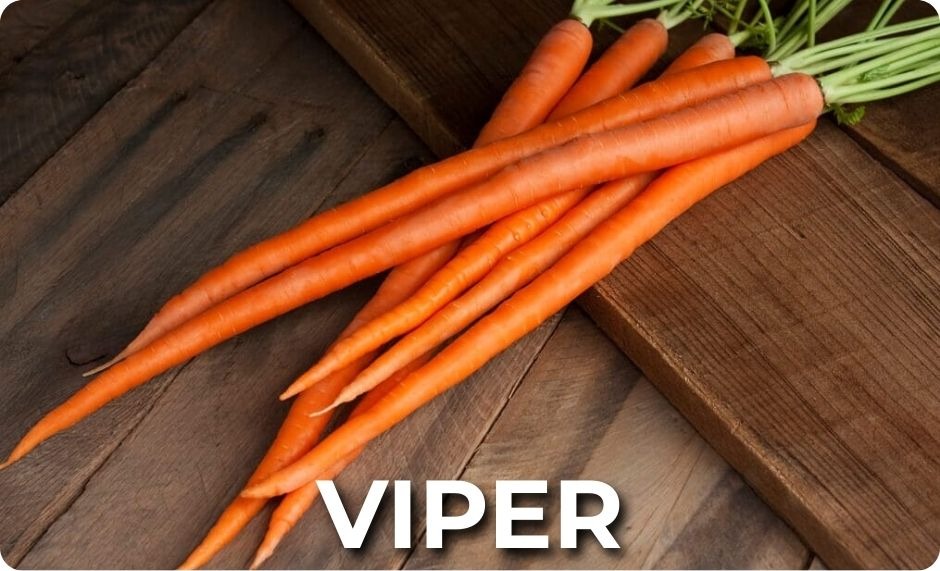 Top-down view of seven smooth, long, and slender Viper carrots with long green tops laying on a wooden countertop. 