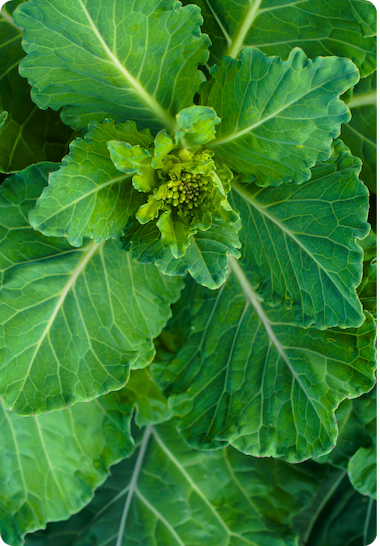 Top-down close image of fresh green unharvested collards.
