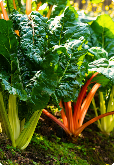 Fresh organic green and orange stemmed Swiss Chard ready for harvest and planted in a garden. 