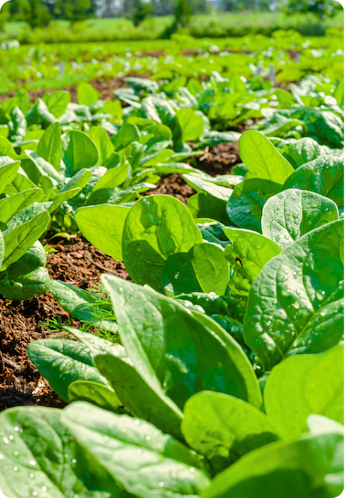 Rows of unharvested fresh garden spinach in a sunny garden.