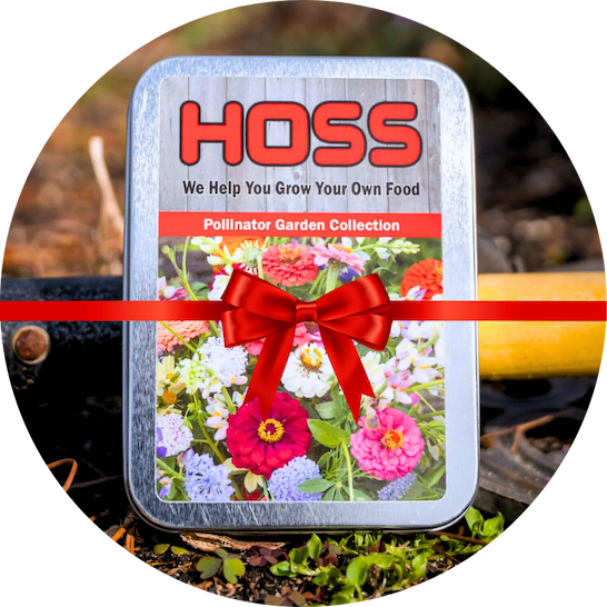 Hoss Pollinator Garden seed collection in a metal tin. It is placed on the ground of the garden. A red gift ribbon is placed across the image. 