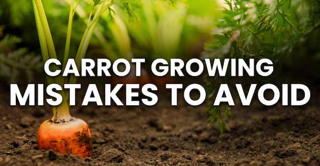 A close-up of a carrot growing in rich garden soil with green foliage in the background. Bold white text across the top reads “Carrot Growing Mistakes to Avoid.”