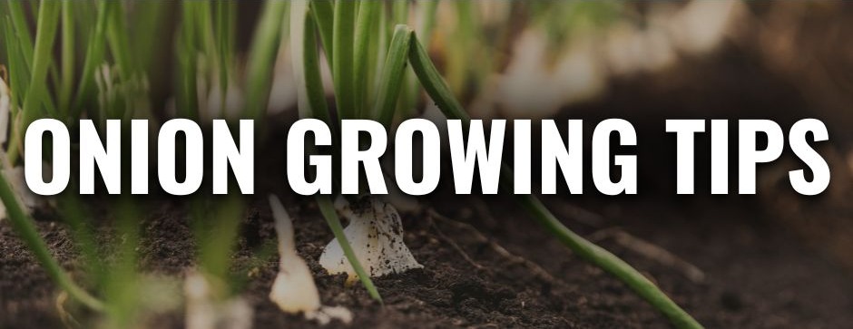 Close-up of onions growing in soil with bold white text that reads “Onion Growing Tips.”