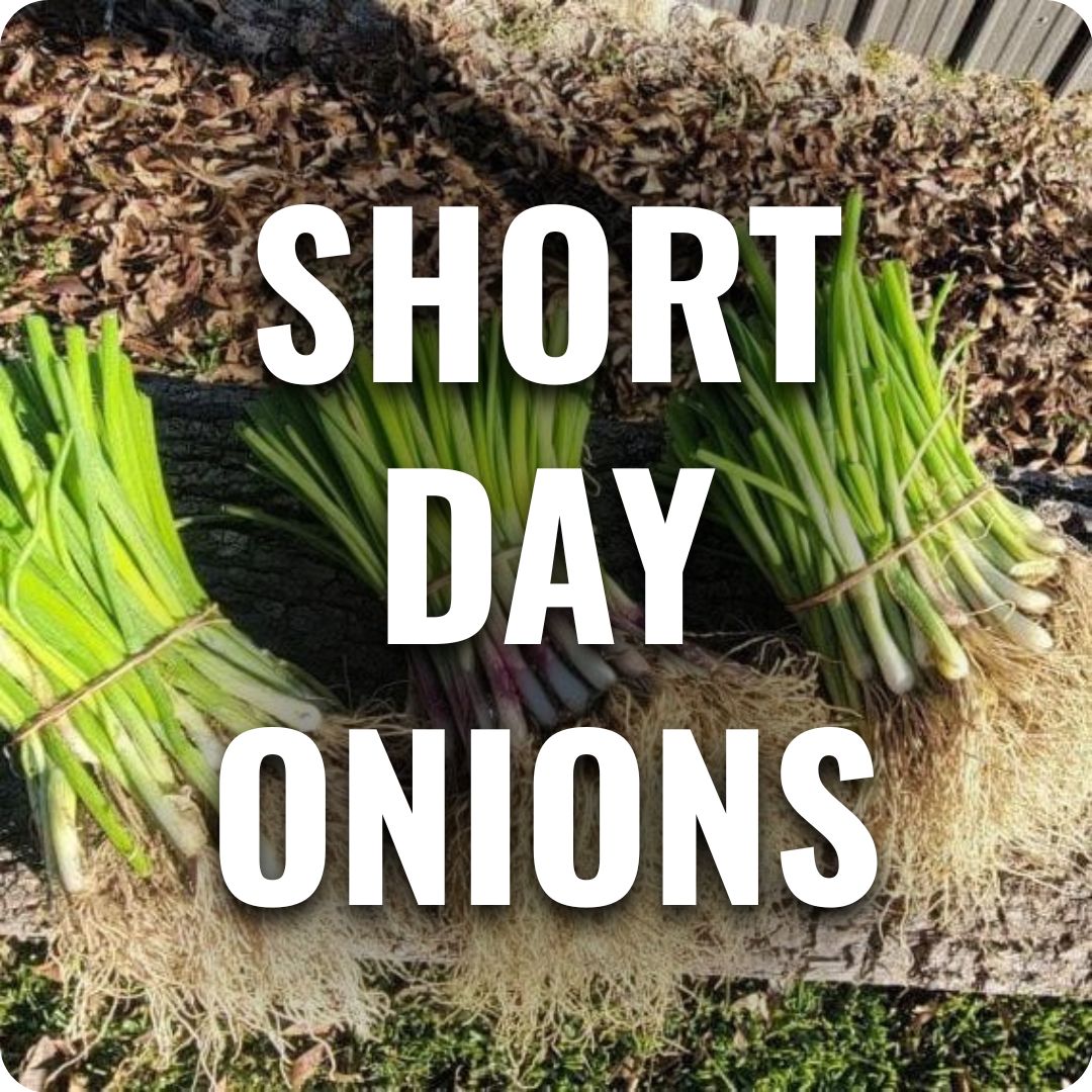 Bundles of short day onion seedlings tied with twine, laid on soil and straw with bold text reading “Short Day Onions.”
