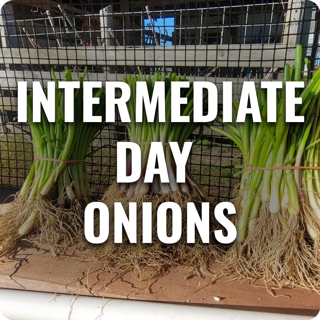 Bundles of intermediate day onion seedlings displayed on a wooden surface with text reading “Intermediate Day Onions.”