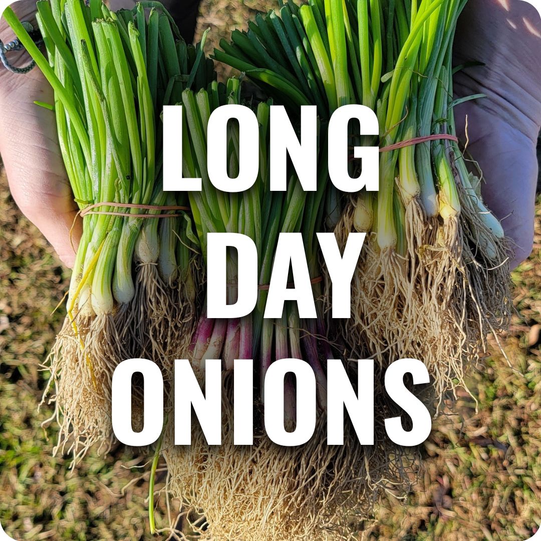 Hands holding bundles of long day onion seedlings with roots exposed and text reading “Long Day Onions.”