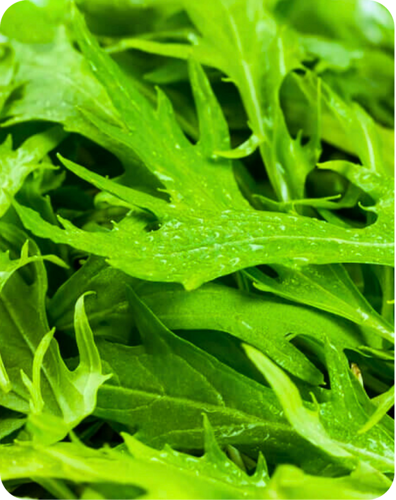 Fresh mizuna greens with slender, jagged leaves covered in small water droplets.