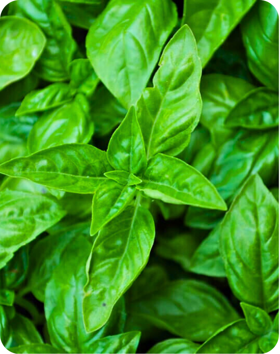 Close-up of lush green large Italian basil leaves with smooth texture and vibrant color.