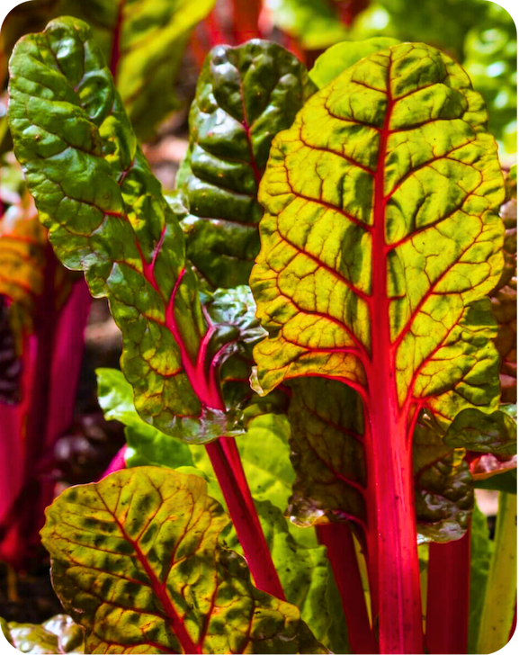 Vibrant ruby red Swiss chard leaves with bright red stems and green, veined foliage growing in a garden.