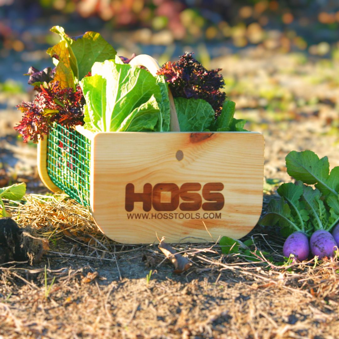 Wooden HOSS garden hod filled with freshly harvested leafy greens resting on garden soil.