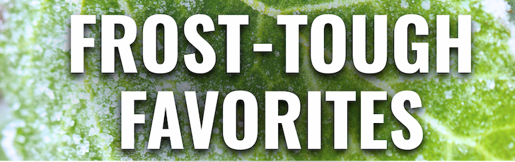 Banner with the words “Frost-Tough Favorites” displayed over a close-up image of a frost-covered green leaf.