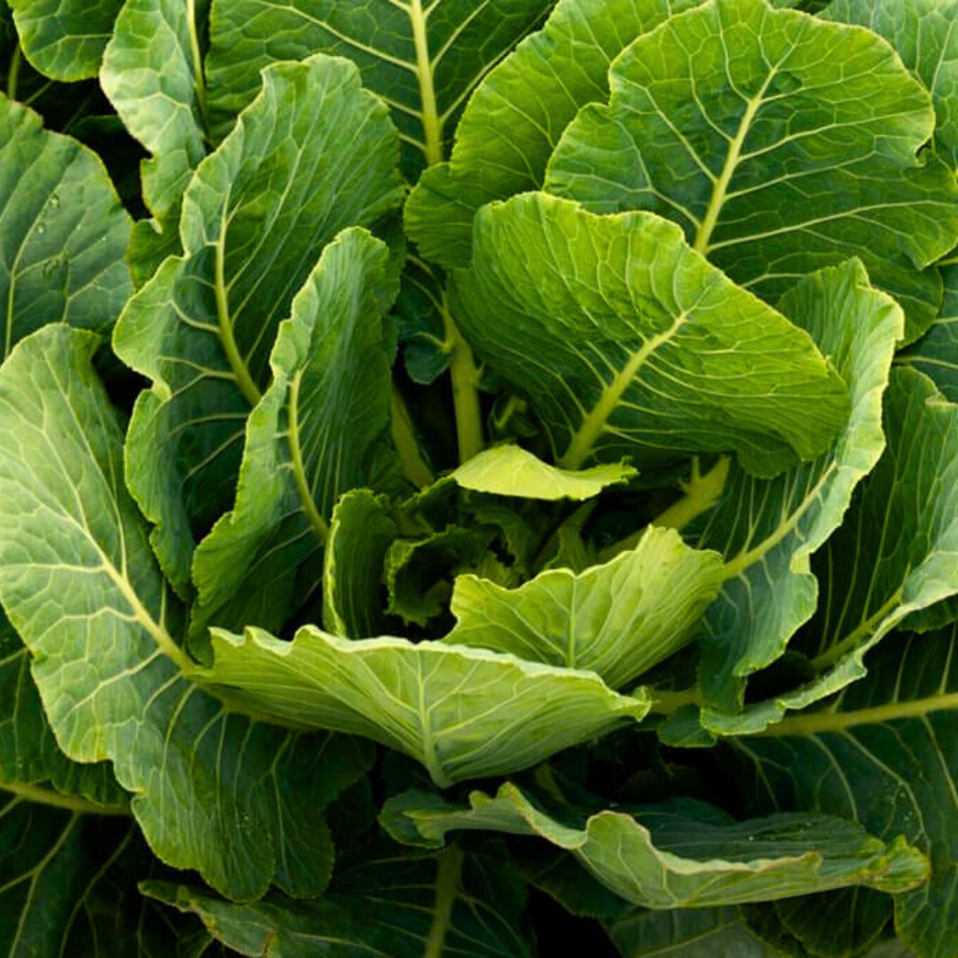Large, leafy collard greens with broad, textured leaves in a garden.