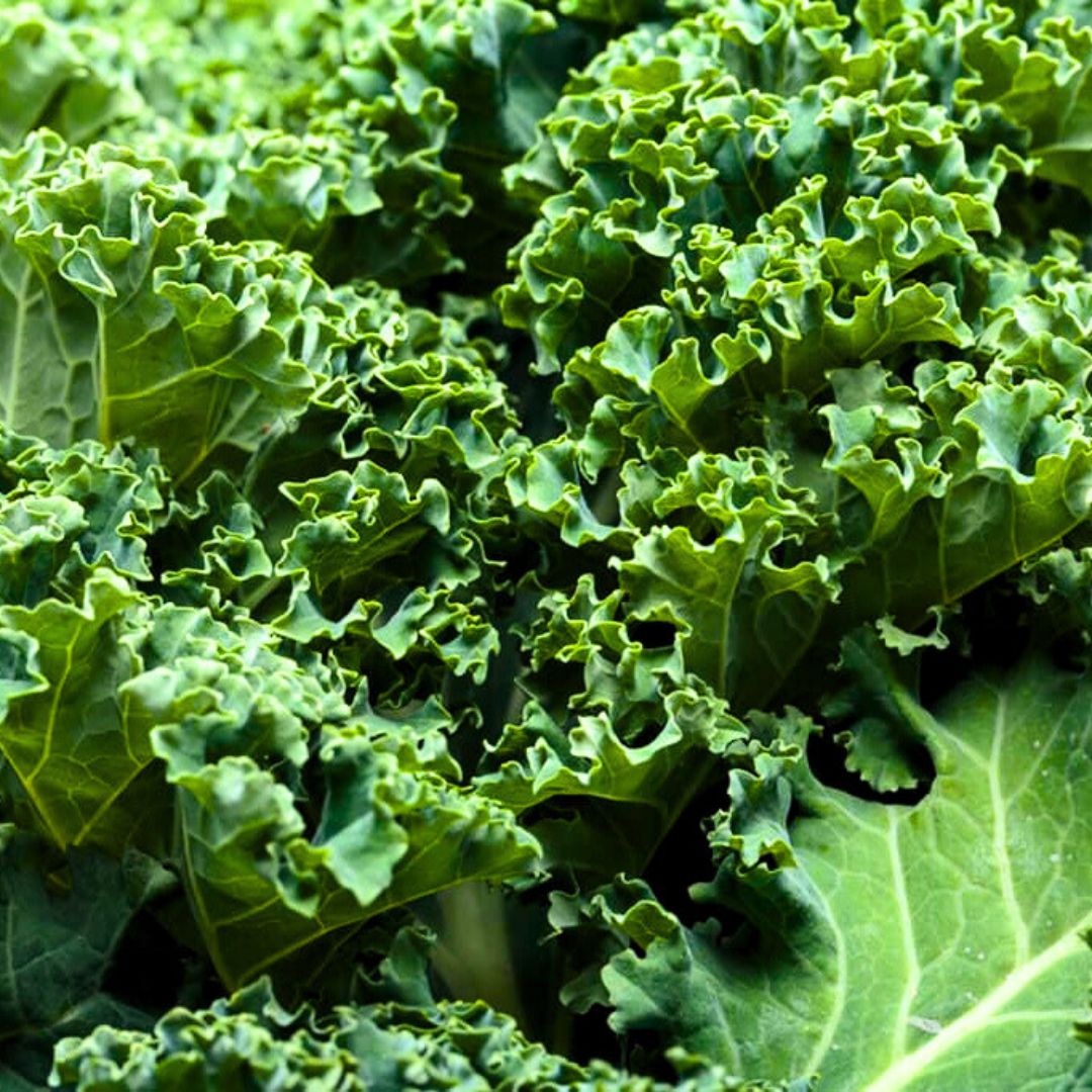 Curly green kale leaves with ruffled edges growing close together.