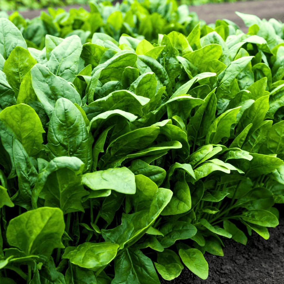 Fresh green spinach leaves growing densely in a garden bed.