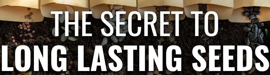 “The Secret to Long Lasting Seeds” text over an image of various seeds spilling from envelopes onto soil.