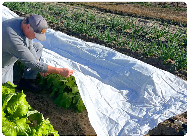 Person placing frost cover over leafy garden plants in a vegetable row to protect them from cold weather.