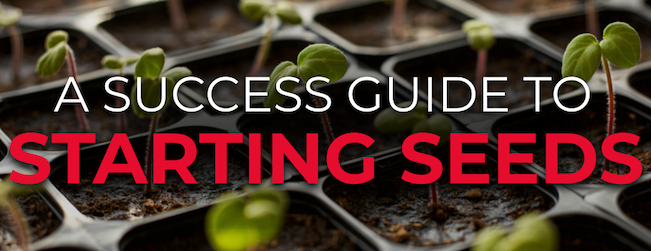 Banner with the text “A Success Gide to Starting Seeds” over an image of seedlings in a starting tray. 