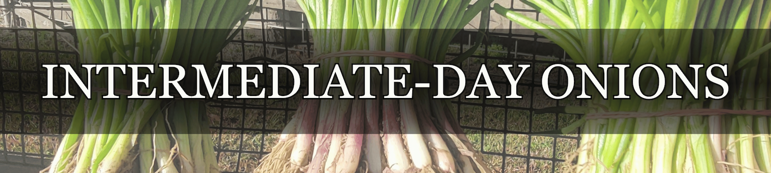 Intermediate-Day Onion Plant Bundle