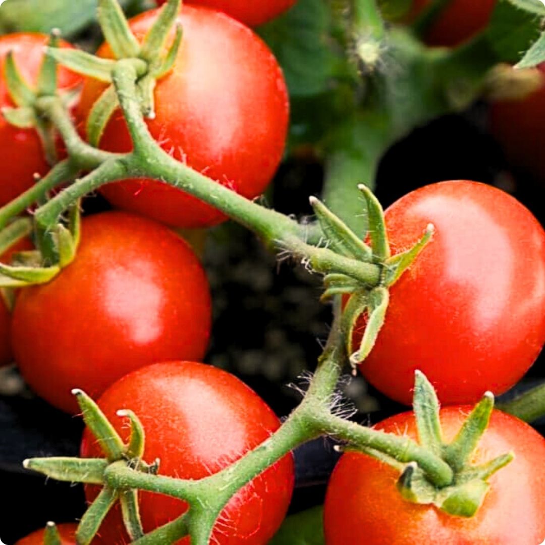 Cluster of ripe red tomatoes growing on the vine.