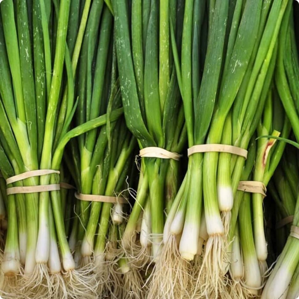 Fresh green bunching onions bundled together with white roots attached.