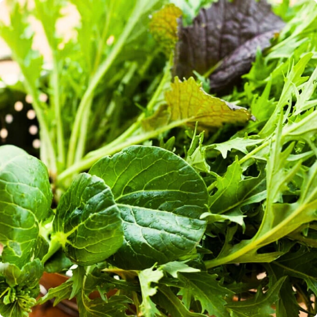 Assorted leafy greens with varying shapes and shades of green.