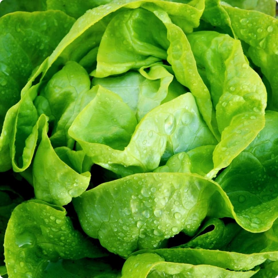 Head of buttercrunch lettuce with soft, bright green leaves covered in dew.