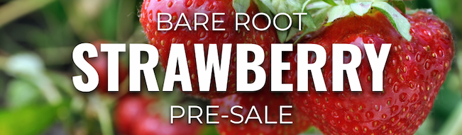 Close-up of ripe strawberries growing on the plant with overlaid text announcing, “Bare Root Strawberry Pre-Sale.”