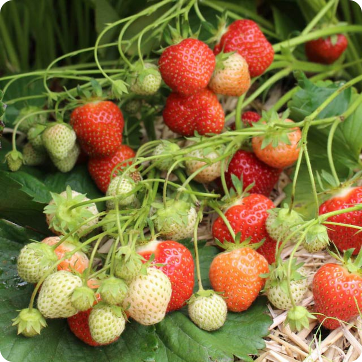 Jewel Strawberry Bareroot