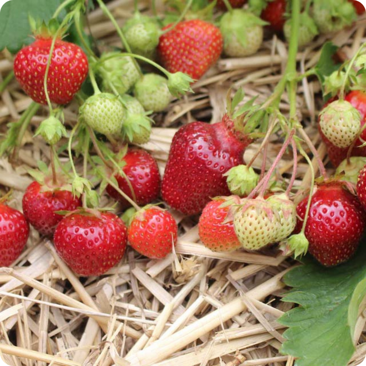 Earliglow Strawberry Bareroot