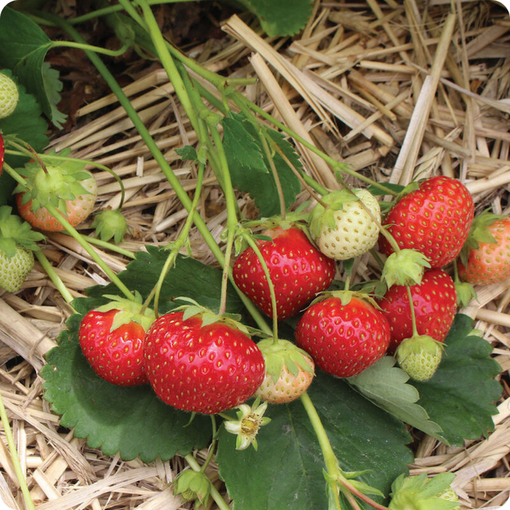 Flavorfest Strawberry Bareroot