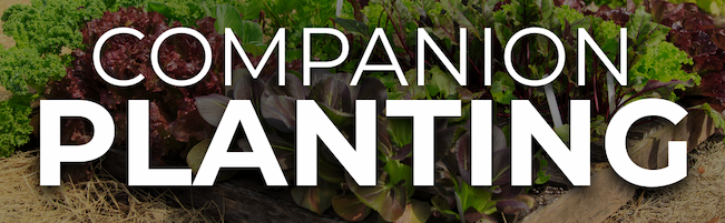 Banner reading ‘Companion Planting’ over a raised garden bed filled with leafy green vegetables.