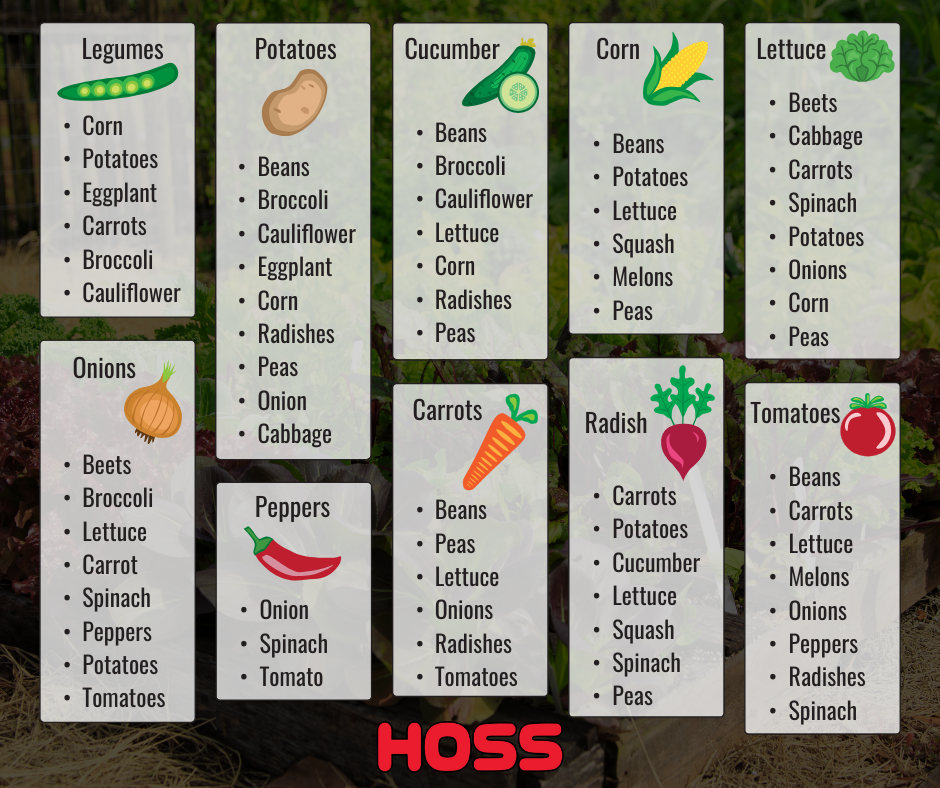 Illustrated companion planting chart with columns for common garden crops, listing compatible vegetables for legumes, potatoes, cucumbers, corn, lettuce, onions, peppers, carrots, radishes, and tomatoes.