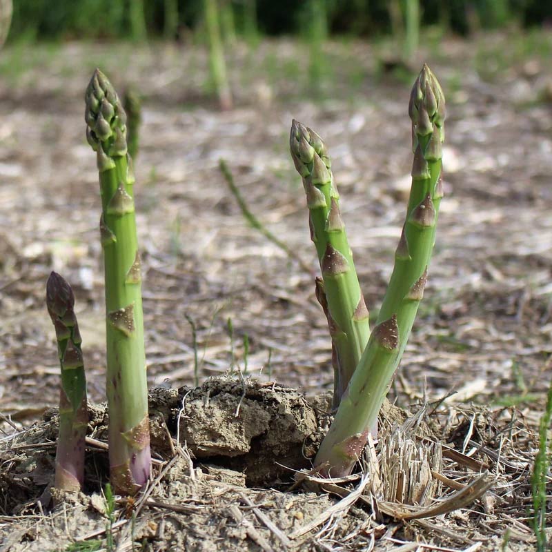 Young asparagus plants growing in a field with a blurred background