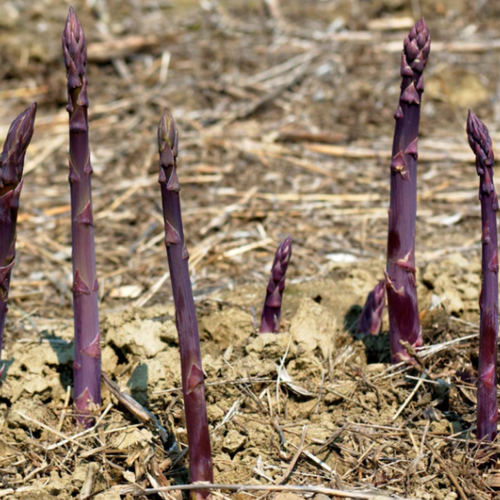 Purple asparagus spears growing in a field with dry straw and soil.