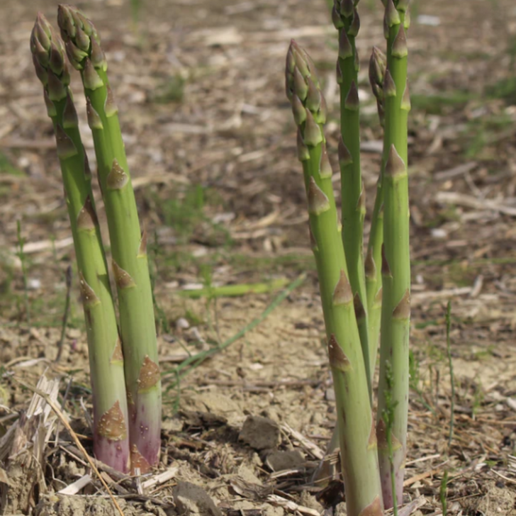 Green asparagus spears growing in a field with dry grass.