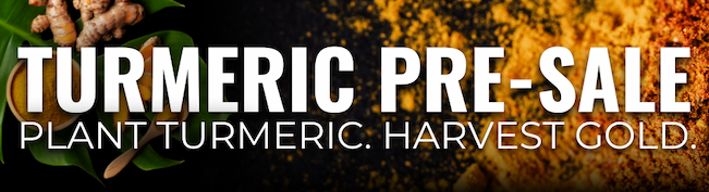 Turmeric Pre-Sale banner with various forms of turmeric on it, such as roots and powder,against a black background.