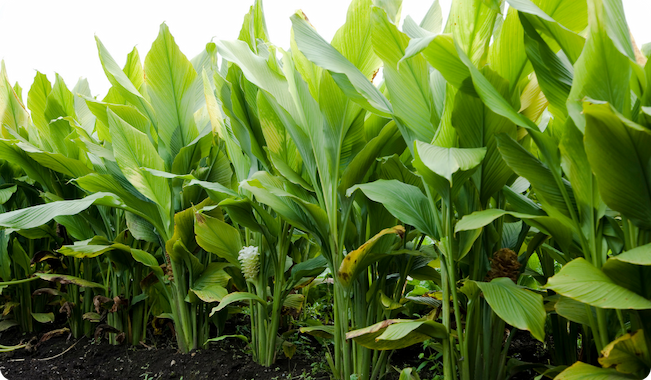 Lush Turmeric foliage growing in a garden.