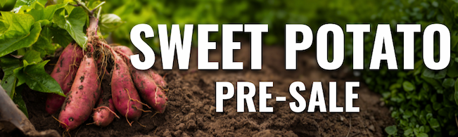 Sweet Potato Pre-Sale banner over sweet potatoes freshly harvested on a garden bed.