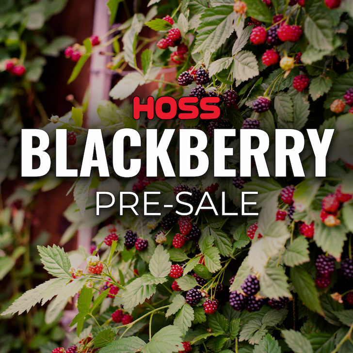 Blackberry vines loaded with ripe and ripening berries with text overlay reading ‘Hoss Blackberry Pre-Sale.
