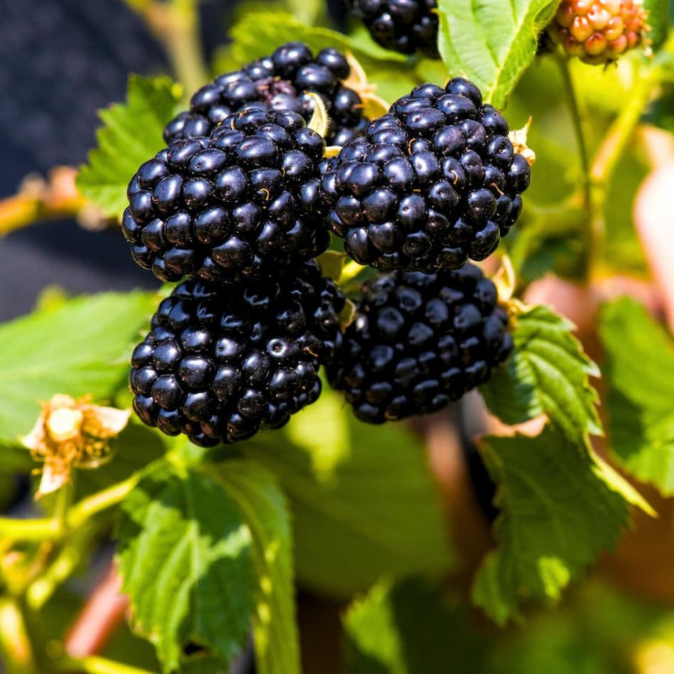 Ponca blackberries ripening on the vine with deep black fruit and green leaves.