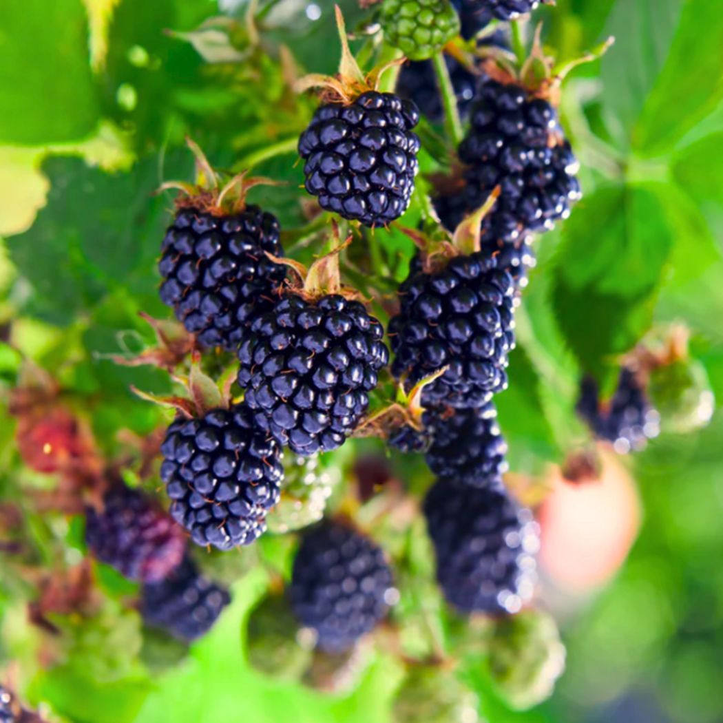 Natchez blackberries growing in clusters on a healthy green plant.