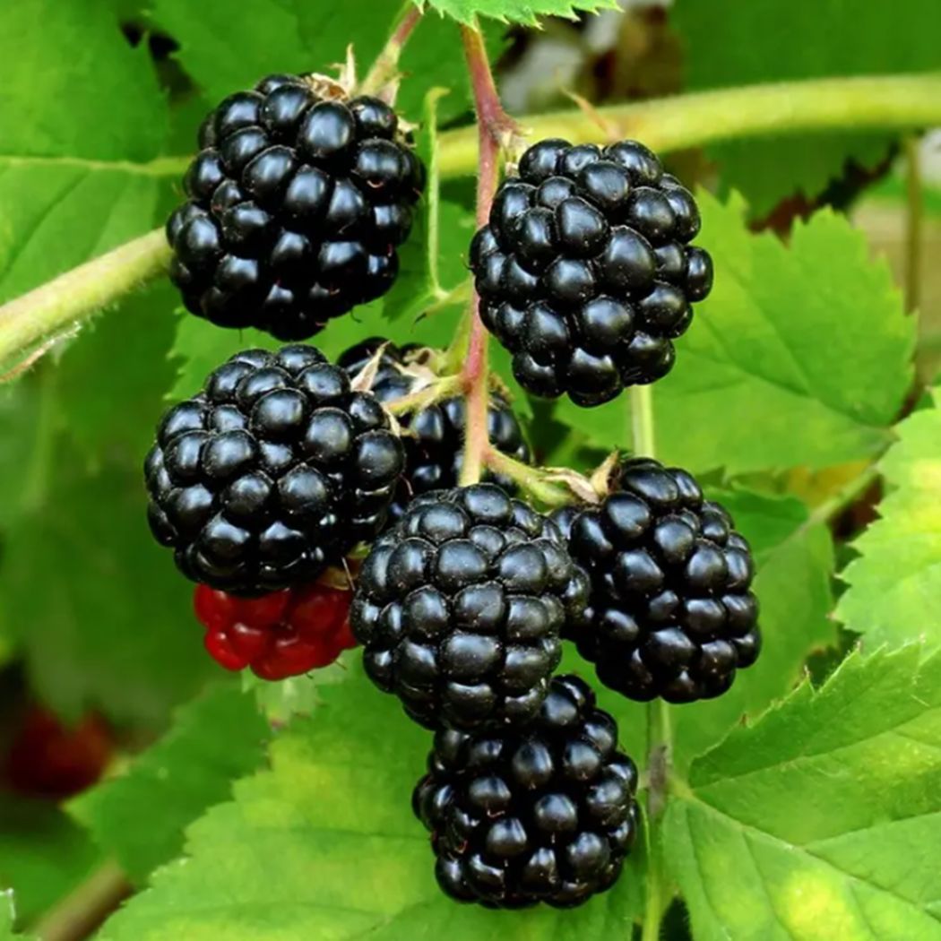 Sweetie Pie blackberries forming large, glossy berries on a leafy cane.