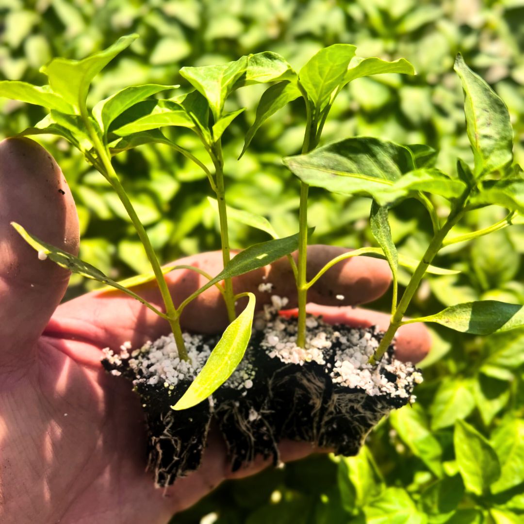 Hand holding young pepper plant plugs with healthy green leaves and visible root systems, ready for transplanting into the garden.