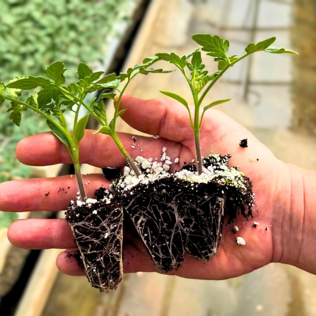 Hand holding tomato plant plugs with sturdy stems, green foliage, and well-developed roots, prepared for planting