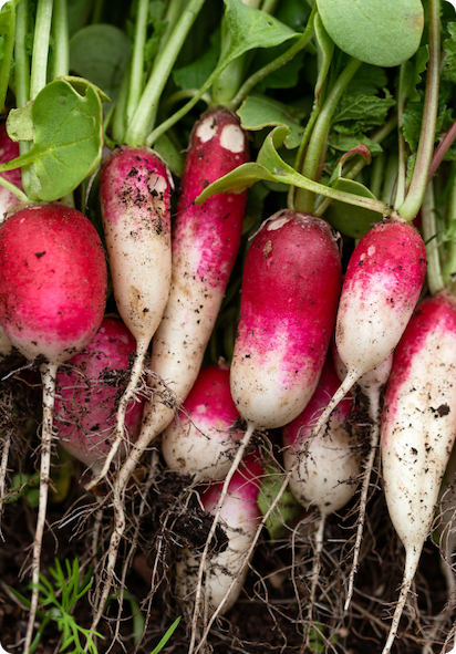 French breakfast radishes laying in a bed of soil with soil sprinkled on.