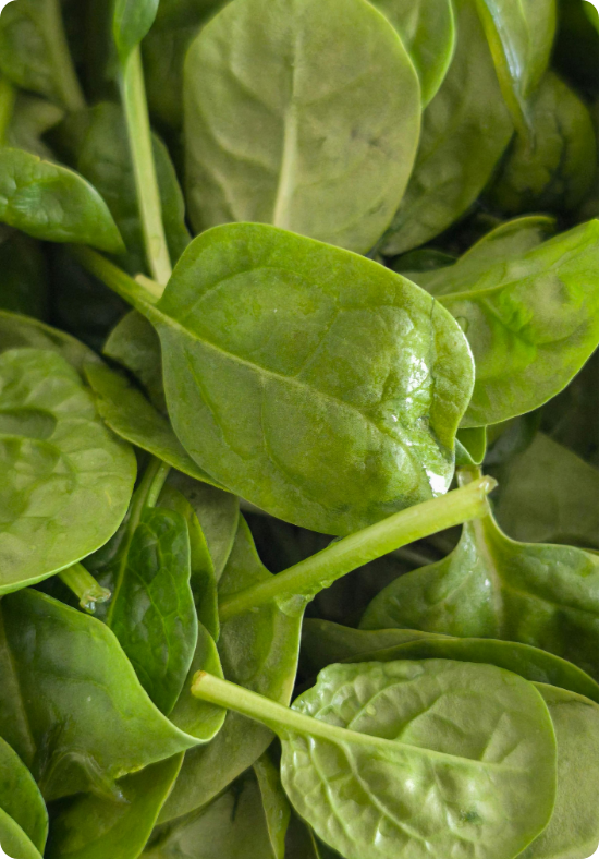 Closeup of vibrant green spinach leaves.