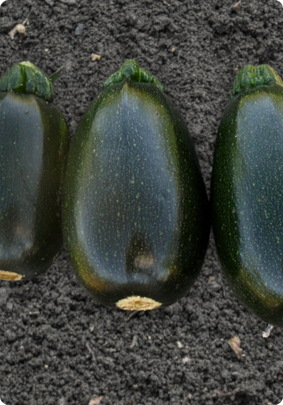 Three Egg-shaped dark green griller squashes laying in a bed of soil.