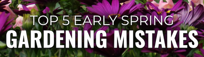 Purple spring flowers in the background with bold text reading ‘Top 5 Early Spring Gardening Mistakes.’