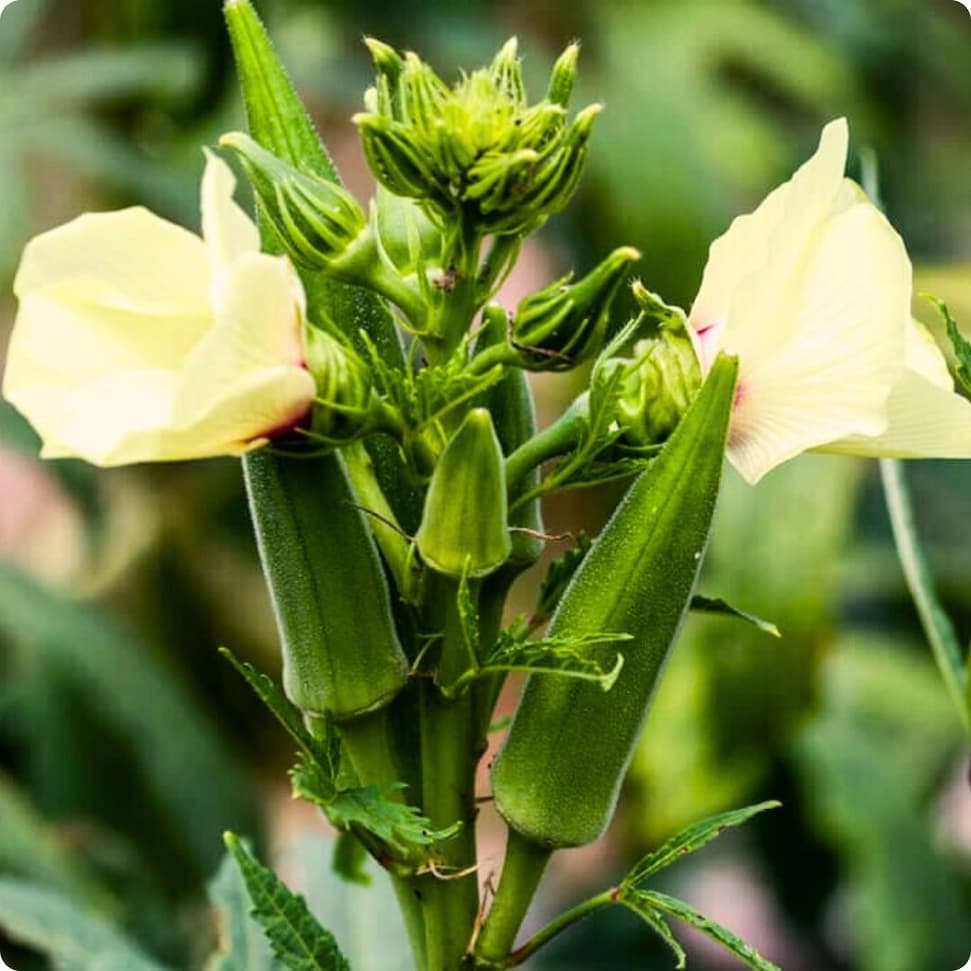 Green okra pods forming on a plant with pale yellow flowers and smaller pods.