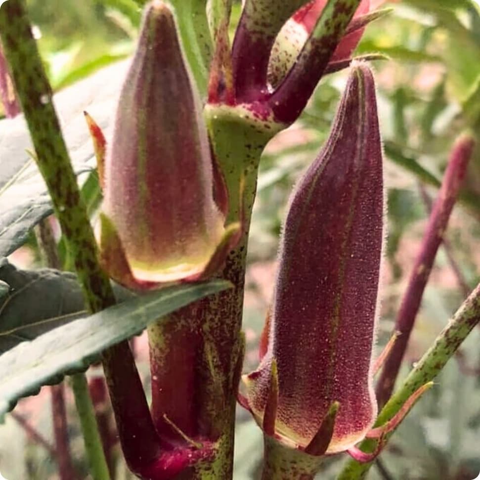 Deep red okra pods growing upright on a plant with speckled stems.